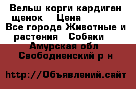 Вельш корги кардиган щенок  › Цена ­ 35 000 - Все города Животные и растения » Собаки   . Амурская обл.,Свободненский р-н